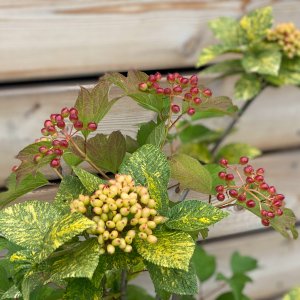 Kalina siripútková (Viburnum lantana) ´AUREOVARIEGATA´ - výška 90-120 cm, kont. C5L - NA KMIENKU